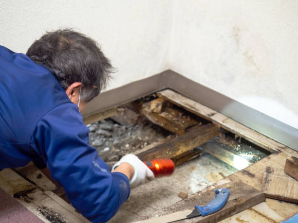 Best Best Mold Removal Companies  in Columbus, KS