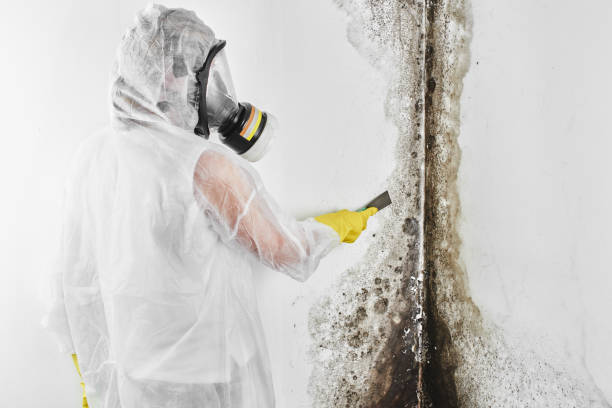 Best Local Mold Removal Service  in Columbus, KS