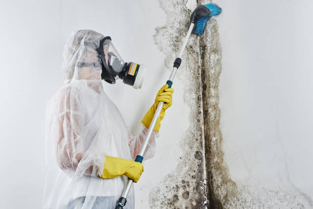 Best Toxic Mold Removal  in Columbus, KS