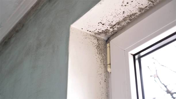 Best Certified Mold Removal  in Columbus, KS