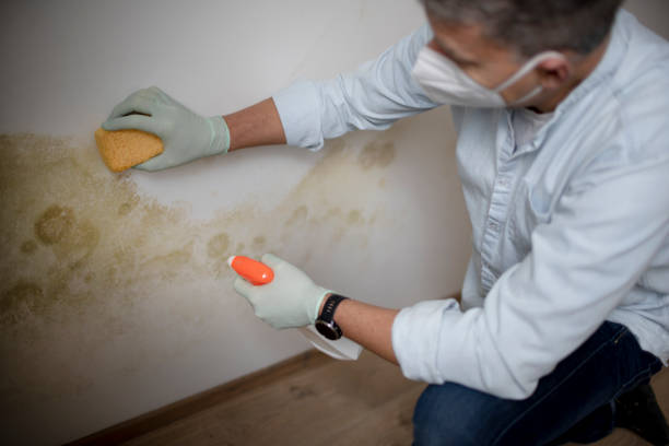 Best Affordable Mold Removal  in Columbus, KS
