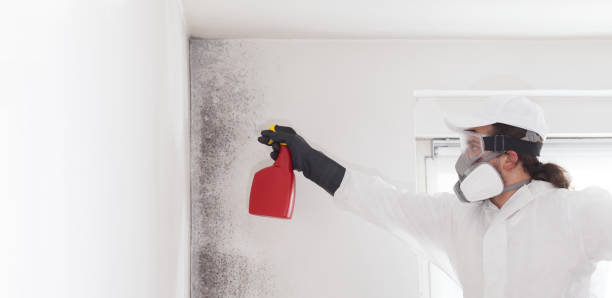 Reliable Columbus, KS Mold Removal Solutions