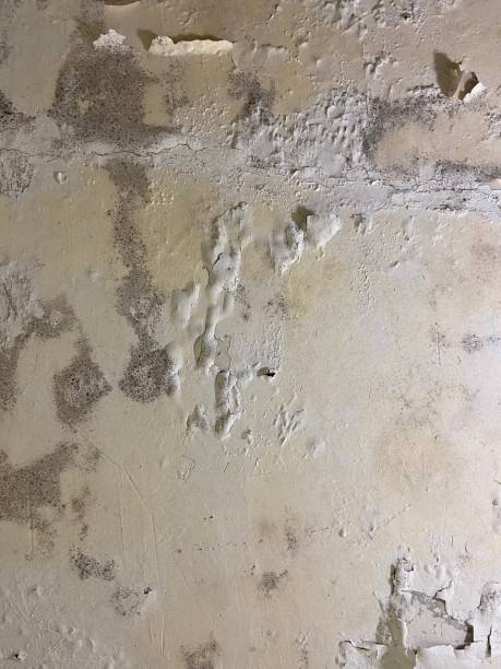Best Mold Testing  in Columbus, KS