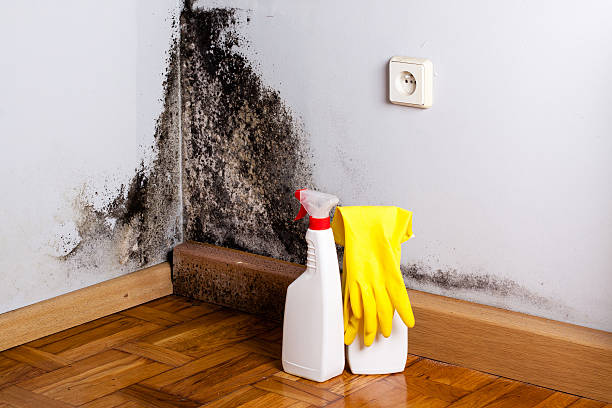 Mold Removal Process in Columbus, KS