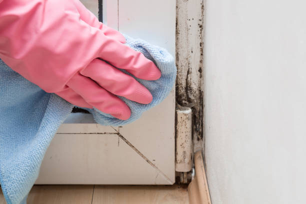 Best Mold Damage Repair  in Columbus, KS