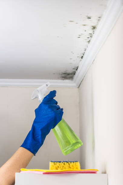 Best Home Mold Removal  in Columbus, KS